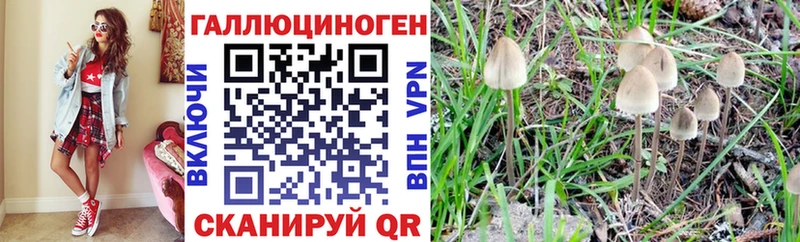 как найти   Козельск  MEGA   Псилоцибиновые грибы Psilocybine cubensis 
